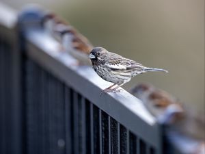 Preview wallpaper sparrow, bird, railing, blur