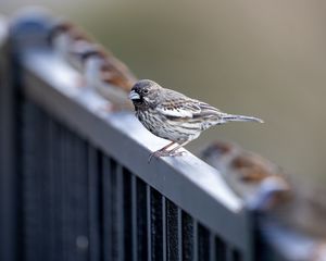 Preview wallpaper sparrow, bird, railing, blur