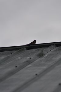 Preview wallpaper sparrow, bird, roof, bw