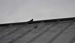 Preview wallpaper sparrow, bird, roof, bw