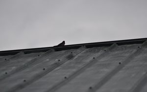 Preview wallpaper sparrow, bird, roof, bw