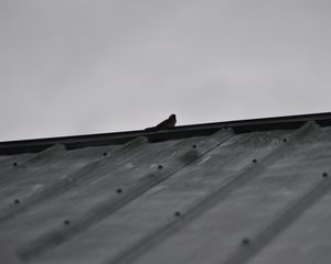 Preview wallpaper sparrow, bird, roof, bw