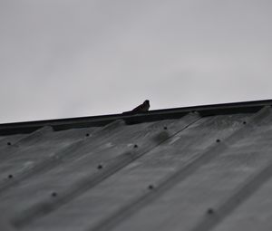 Preview wallpaper sparrow, bird, roof, bw