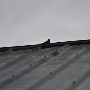 Preview wallpaper sparrow, bird, roof, bw