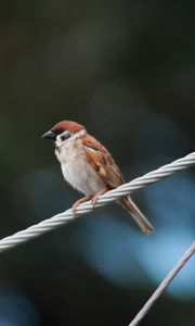 Preview wallpaper sparrow, bird, rope, focus