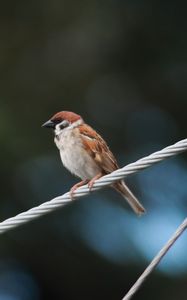 Preview wallpaper sparrow, bird, rope, focus