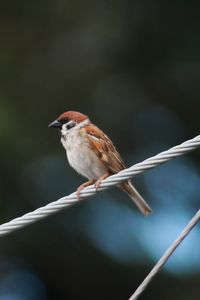 Preview wallpaper sparrow, bird, rope, focus