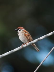 Preview wallpaper sparrow, bird, rope, focus