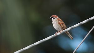 Preview wallpaper sparrow, bird, rope, focus