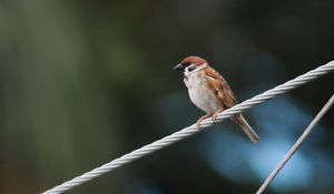 Preview wallpaper sparrow, bird, rope, focus