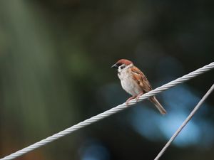 Preview wallpaper sparrow, bird, rope, focus