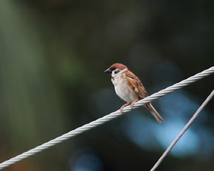 Preview wallpaper sparrow, bird, rope, focus