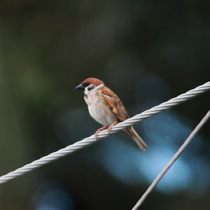 Preview wallpaper sparrow, bird, rope, focus