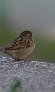 Preview wallpaper sparrow, bird, sitting, feathers, color