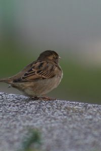 Preview wallpaper sparrow, bird, sitting, feathers, color