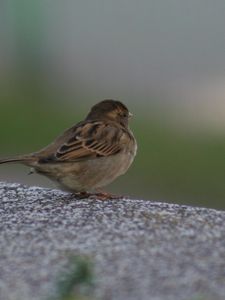 Preview wallpaper sparrow, bird, sitting, feathers, color