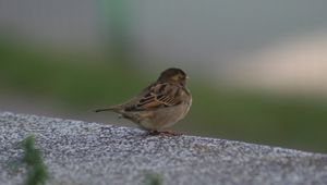 Preview wallpaper sparrow, bird, sitting, feathers, color