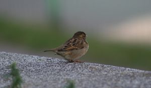 Preview wallpaper sparrow, bird, sitting, feathers, color