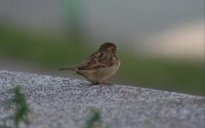 Preview wallpaper sparrow, bird, sitting, feathers, color