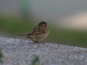 Preview wallpaper sparrow, bird, sitting, feathers, color