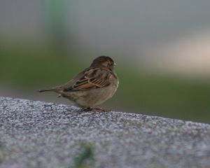 Preview wallpaper sparrow, bird, sitting, feathers, color