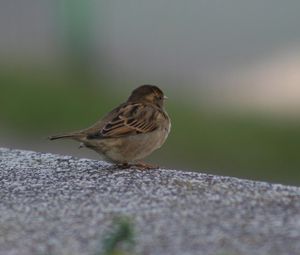 Preview wallpaper sparrow, bird, sitting, feathers, color