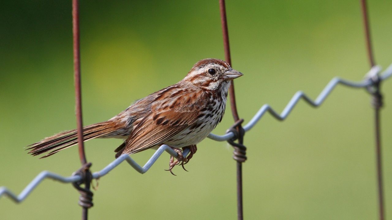 Wallpaper sparrow, bird, sitting