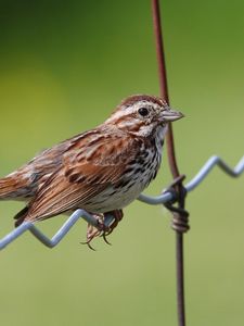 Preview wallpaper sparrow, bird, sitting