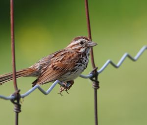 Preview wallpaper sparrow, bird, sitting