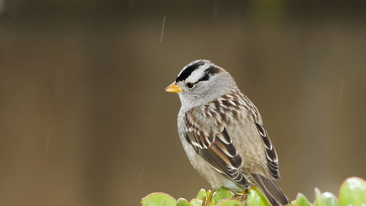 Wallpaper sparrow, bird, small, branch, sit