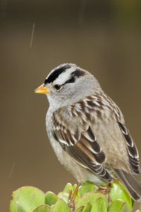 Preview wallpaper sparrow, bird, small, branch, sit