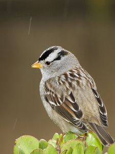 Preview wallpaper sparrow, bird, small, branch, sit