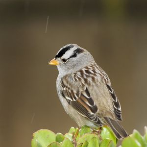 Preview wallpaper sparrow, bird, small, branch, sit