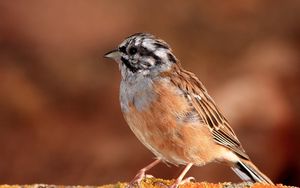 Preview wallpaper sparrow, bird, small