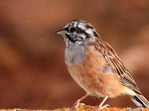 Preview wallpaper sparrow, bird, small