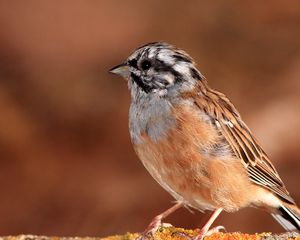 Preview wallpaper sparrow, bird, small