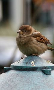 Preview wallpaper sparrow, bird, small, sitting, feathers