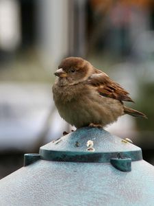 Preview wallpaper sparrow, bird, small, sitting, feathers