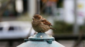 Preview wallpaper sparrow, bird, small, sitting, feathers