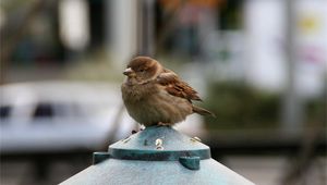 Preview wallpaper sparrow, bird, small, sitting, feathers