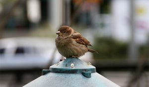 Preview wallpaper sparrow, bird, small, sitting, feathers