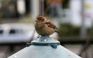 Preview wallpaper sparrow, bird, small, sitting, feathers