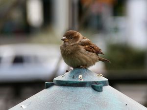 Preview wallpaper sparrow, bird, small, sitting, feathers