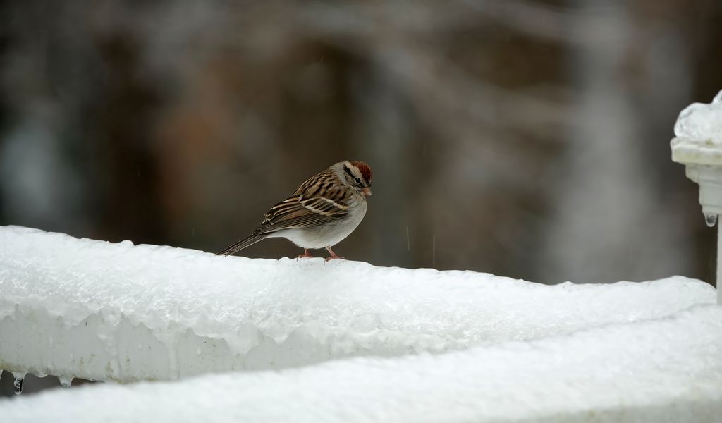 1024x600 Wallpaper sparrow, bird, snow, winter
