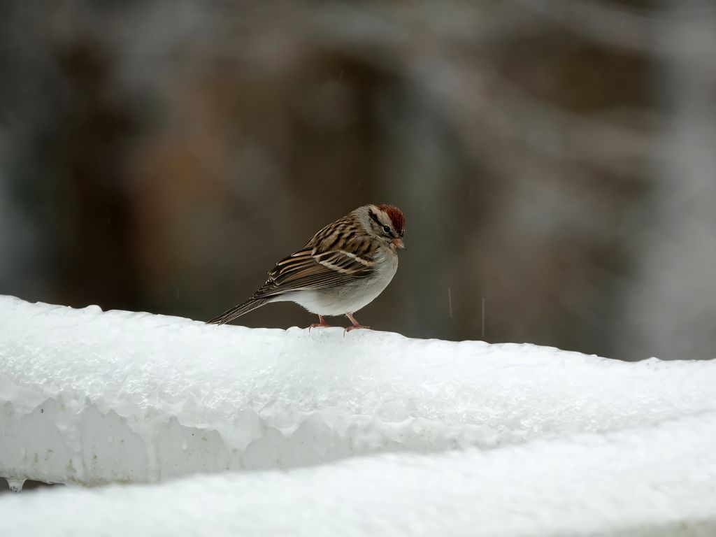 1024x768 Wallpaper sparrow, bird, snow, winter