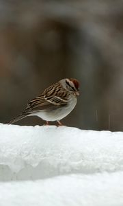 Preview wallpaper sparrow, bird, snow, winter