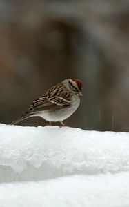 Preview wallpaper sparrow, bird, snow, winter
