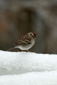 Preview wallpaper sparrow, bird, snow, winter