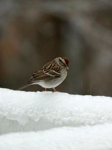 Preview wallpaper sparrow, bird, snow, winter