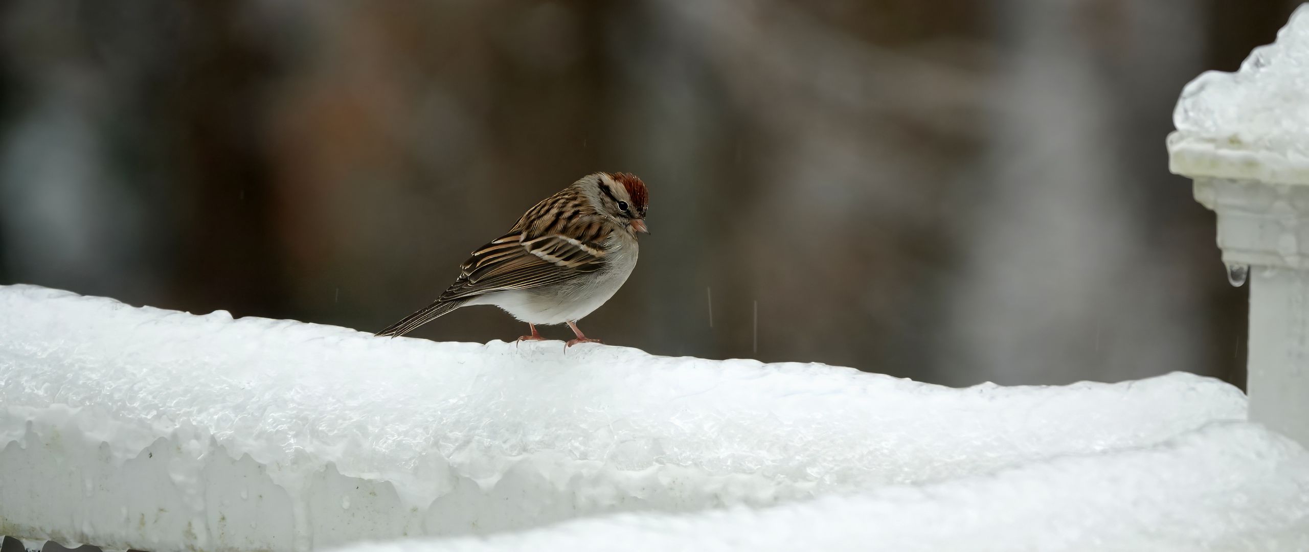 2560x1080 Wallpaper sparrow, bird, snow, winter